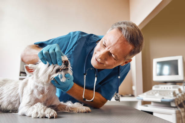 Best Weekend Emergency Dentist in Mosheim, TN